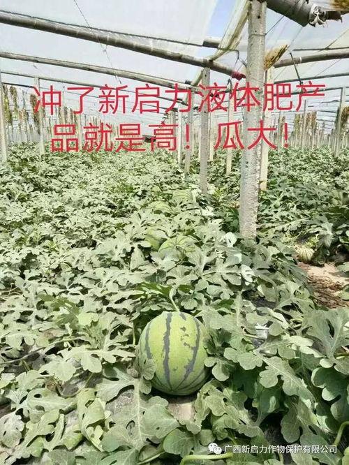 新瓜最新爆料广西,揭秘背后惊人真相！”  第2张